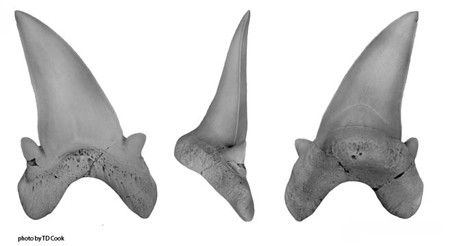 					View Vol. 3 (2016): Vertebrate Anatomy Morphology Palaeontology volume 3
				